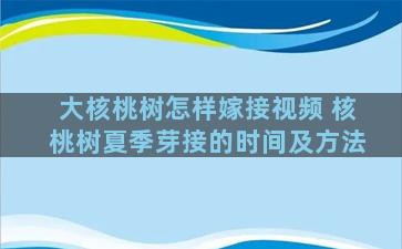 大核桃树怎样嫁接视频 核桃树夏季芽接的时间及方法